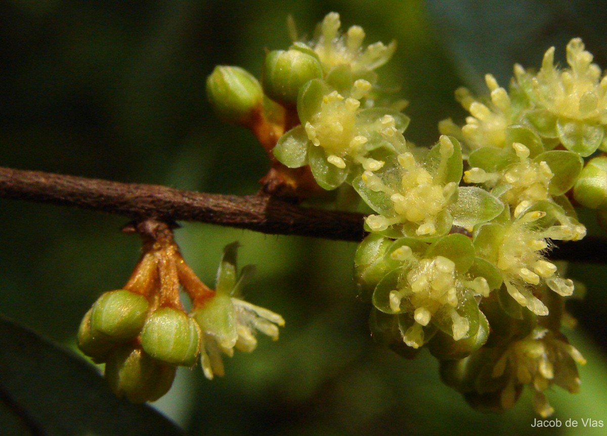 Actinodaphne elegans Thwaites